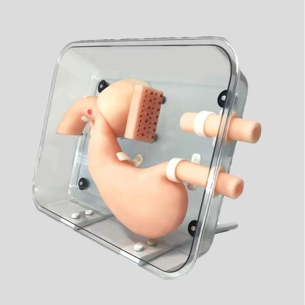 Gastroscopy training model