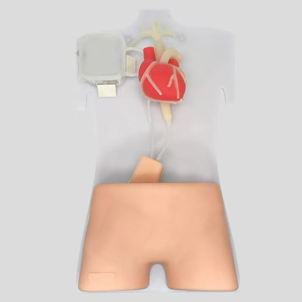 ECMO training simulator for ultrasound-guided femoral vein puncture training