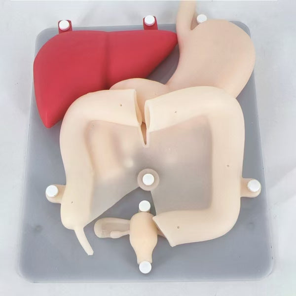 Laparoscopic training organ model Simulated training of silicone organ mode!