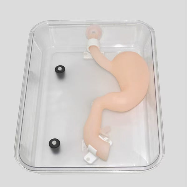 Gastroscopy surgery training model