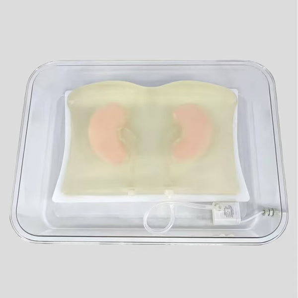 Ultrasound Kidney Intervention Training Model Kidney Puncture Biopsy Training Ultrasound Module
