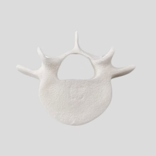 Spinal and lumbar spine model