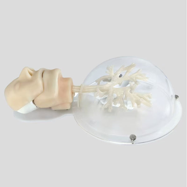 Bronchoscopy training model, bronchial model 6th level bronchial branch