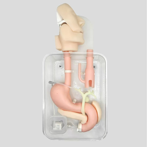 Gastroscopy Training Model ERCP Endoscopy Training Gastroduodenal Belt Oral, Nasal, and Epigastric Structures