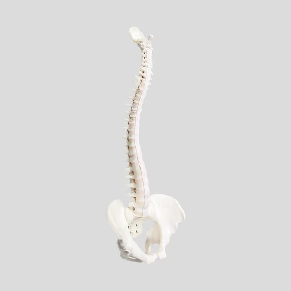 Spinal model