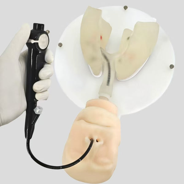 Ultrasound bronchoscopy EBUS-TBNA puncture training on the body membrane