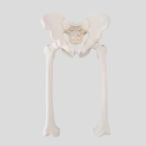 Complete pelvic girdle with left andright femurs Solid foam artificial bone