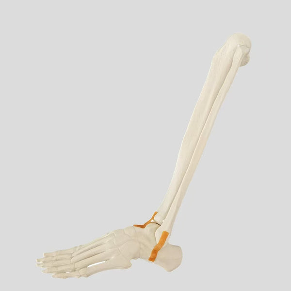 Ankle joint simulation bone