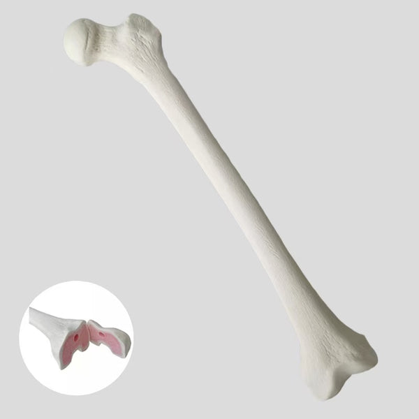 Femoral simulation bone
