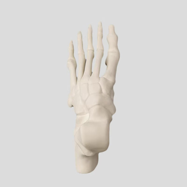 Foot model simulation bone