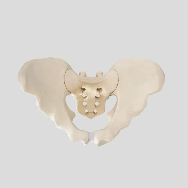 Full pelvic simulation bone