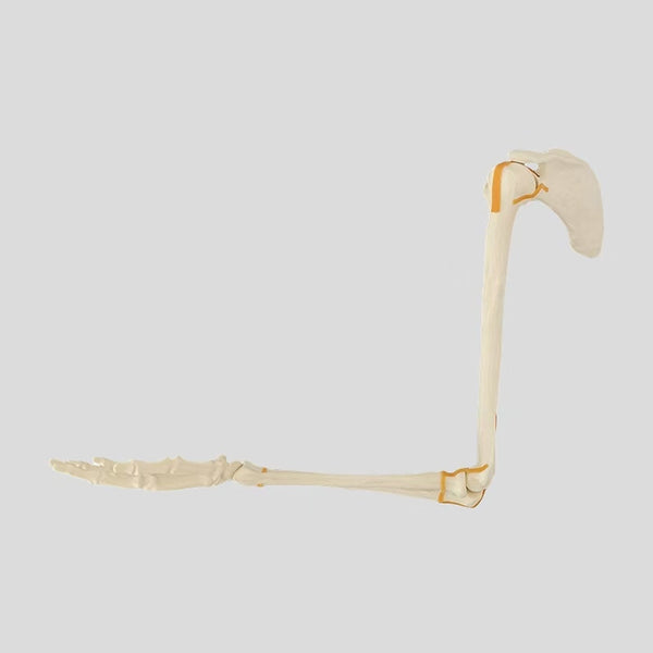 Shoulder blade connected to upper limb simulated bone