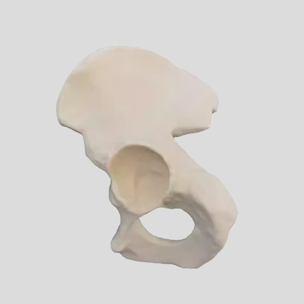 Hip bone simulation bone