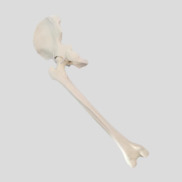 Hip joint simulation bone