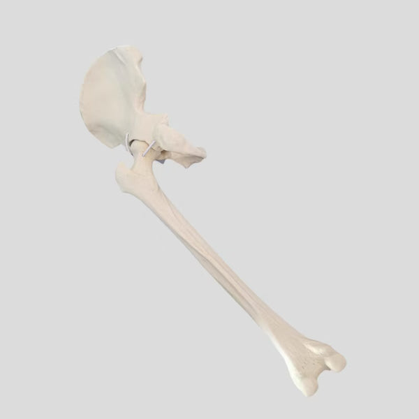 Hip joint simulation bone imaging model