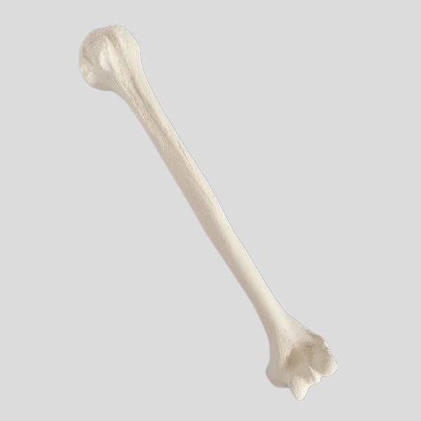 Humeral simulated bone