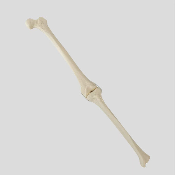 Knee joint simulation bone