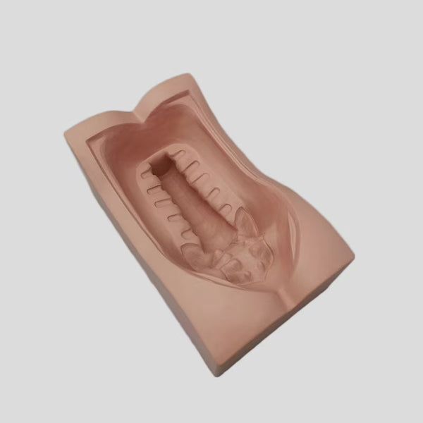 Lumbar spine 1 to sacral base support