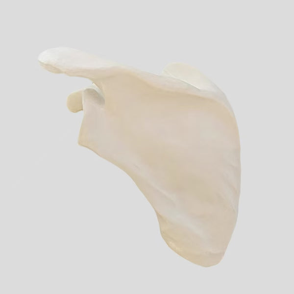 Scapular bone simulation