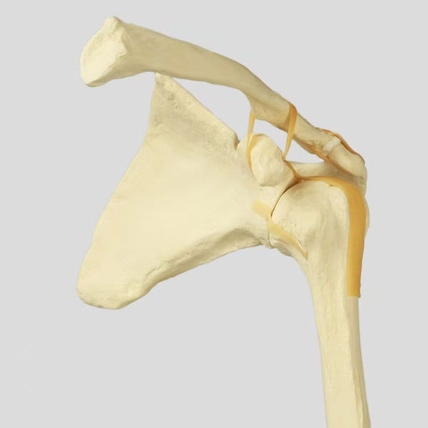 Shoulder Lock Joint Simulation Bone