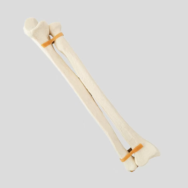 Simulation bone of radius and ulna