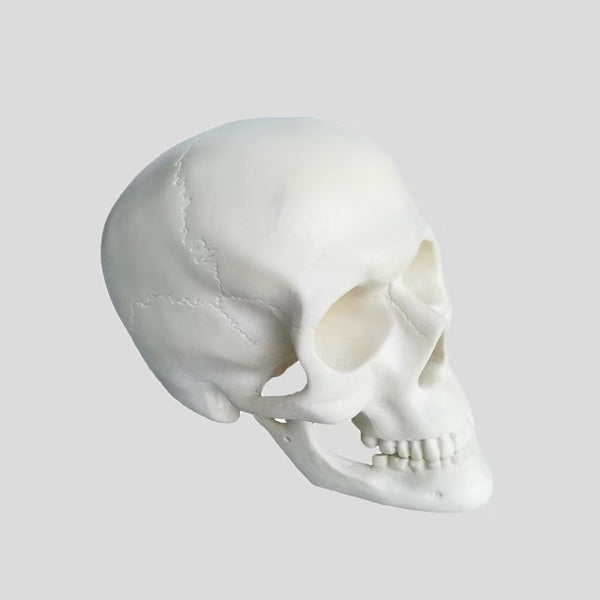 Skull simulation bone