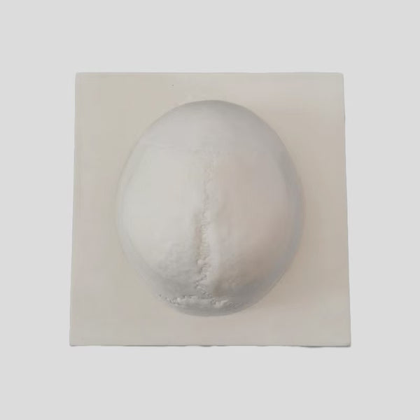 Skull simulation bone