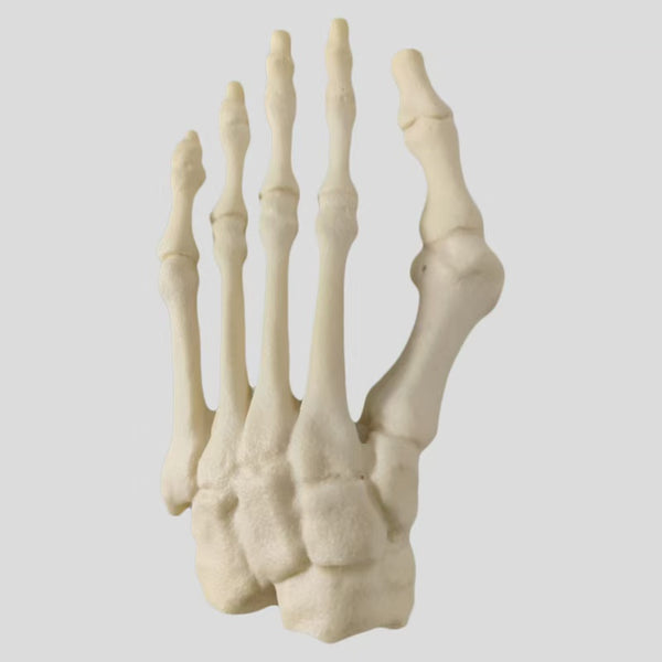 Specialized simulation bone for anterior hallux valgus deformity