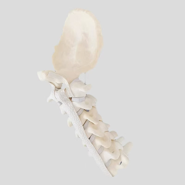 Spinal and cervical spine model