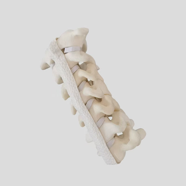 Spinal and cervical spine model