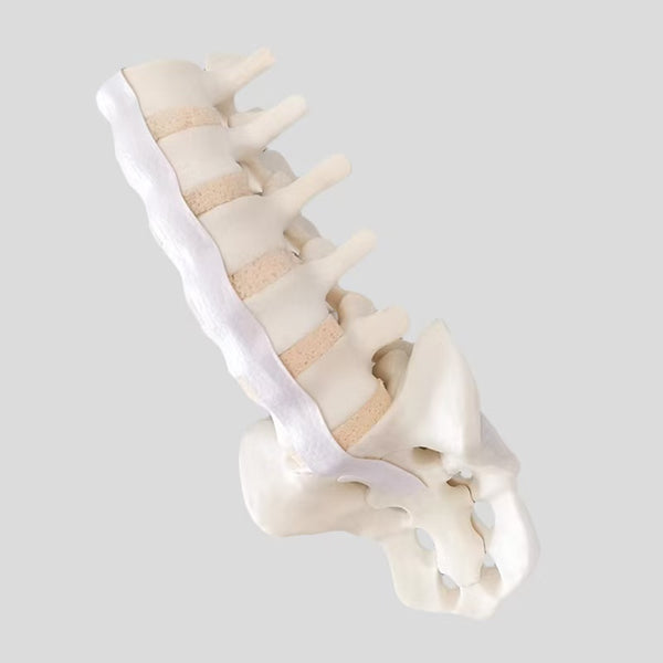 Spinal and lumbar spine model