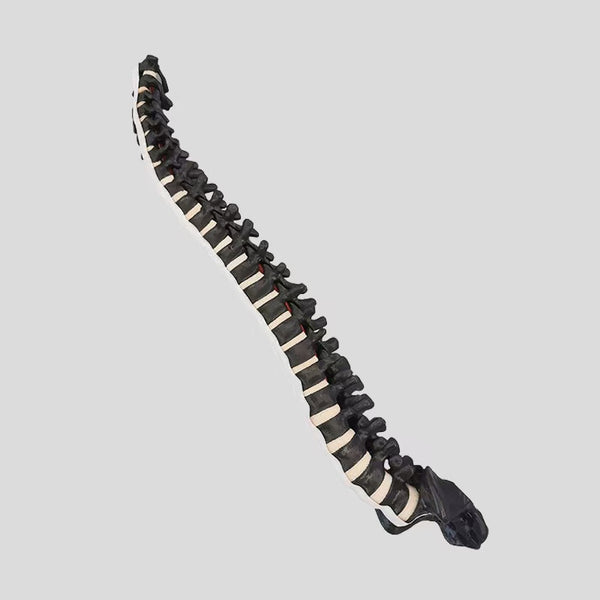Spinal model