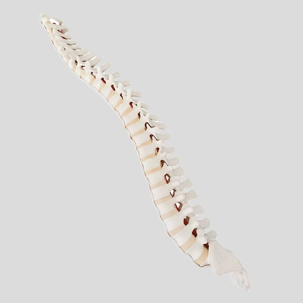 Spinal model Neck 1 to sacrum simulation bone