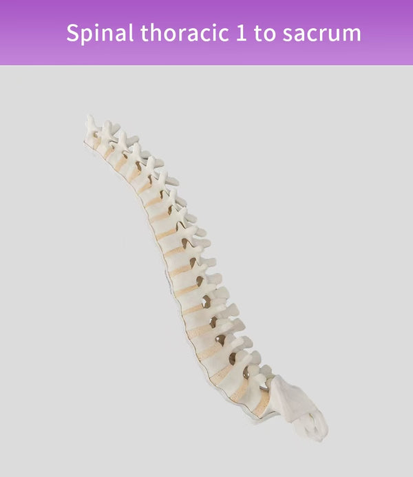Spinal thoracic 1 to sacrum