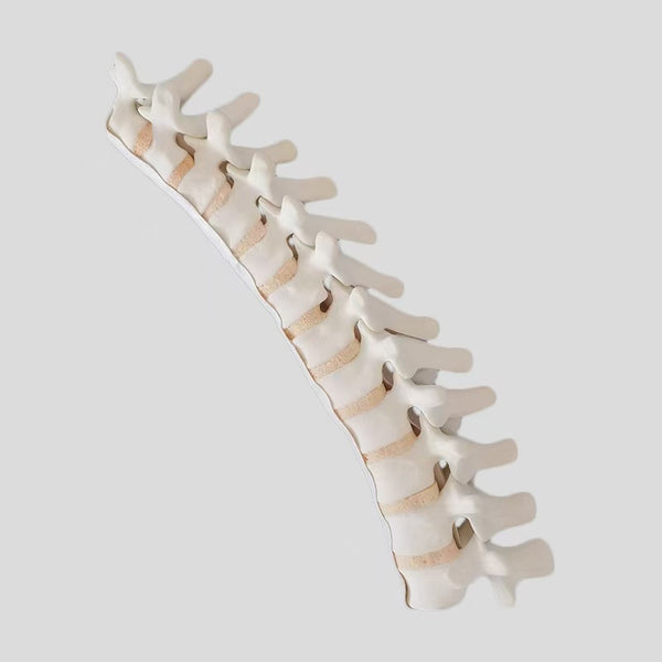Spinal thoracic model