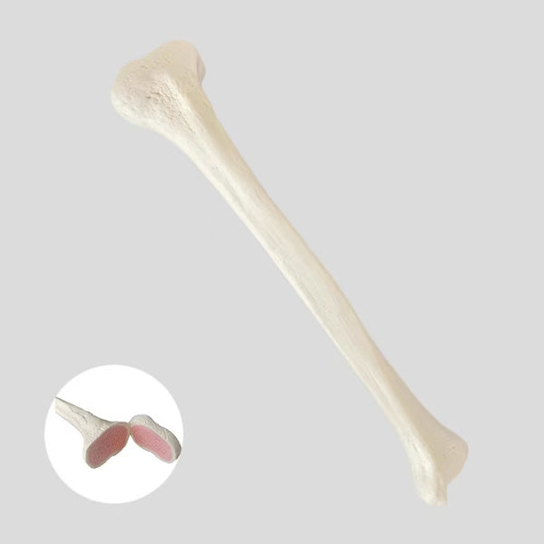 Tibial simulation bone