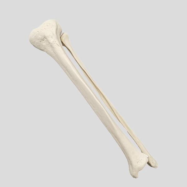 Tibiofibular simulation bone