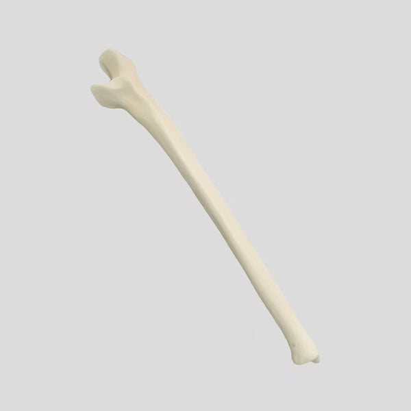 Ulna simulation bone