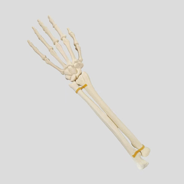 Wrist joint simulation bone