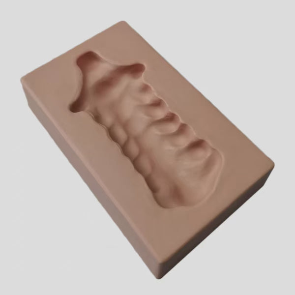 Simulation bone of cervical vertebraemodel from occipital bone to neck 7