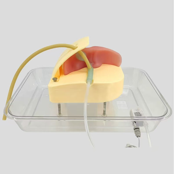 Training model for cholangioscopy, liver and gallbladder model, t-tube stone extraction training model