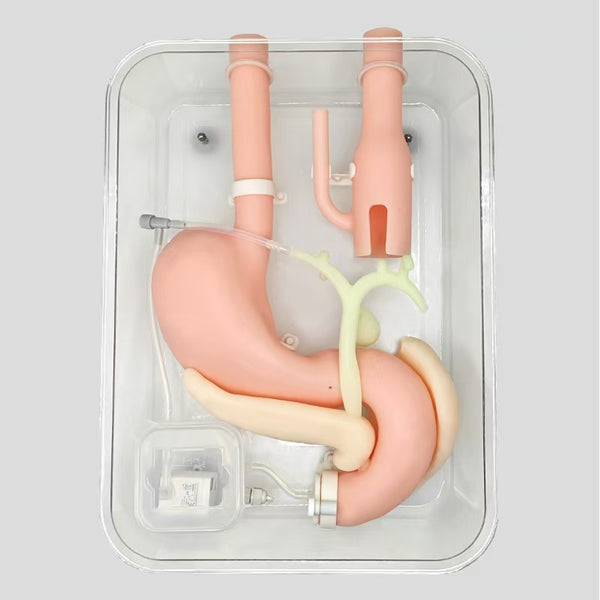 Gastroscopy surgery training model ERCP Operation Duodenoscopy Practice