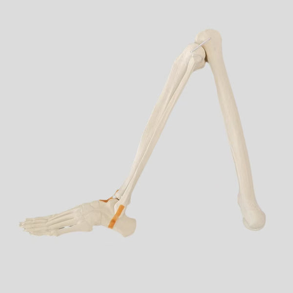 Lower limb simulation bone
