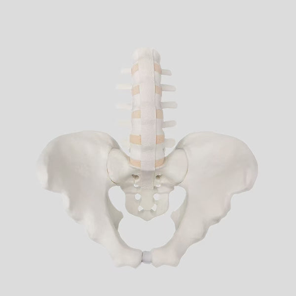Spinal cord from lumbar 1 to sacralband, full pelvic simulation bone