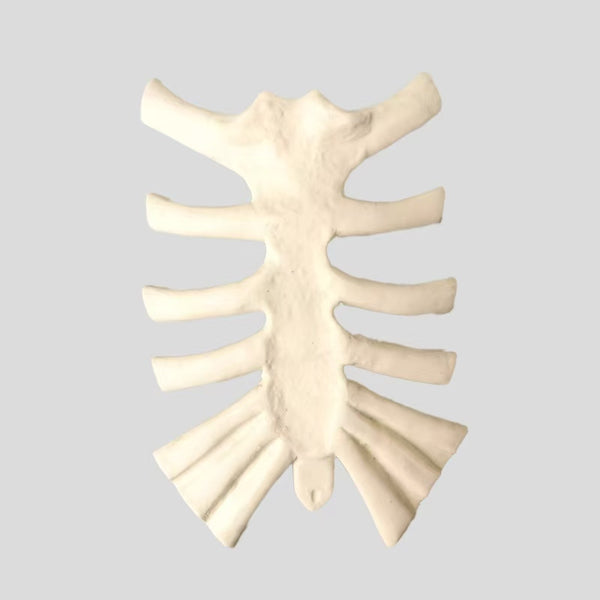 Sternum bone simulation